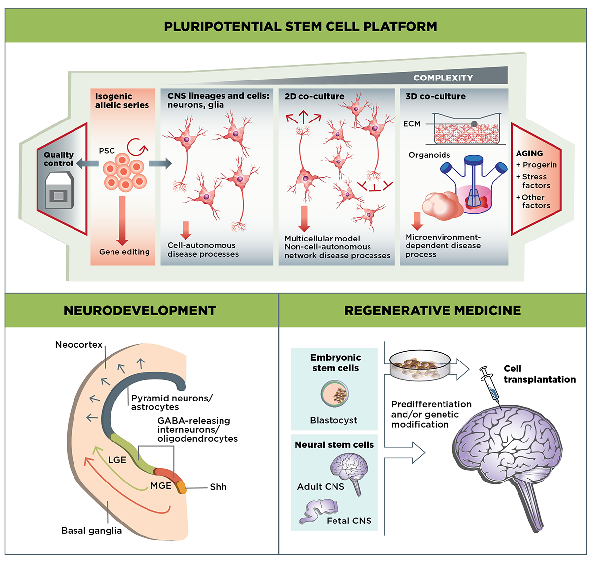 Stem Cells and Regenerative Medicine 